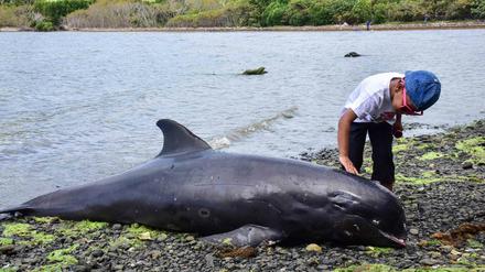 Das Fischereiministerium von Mauritius schließt einen Zusammenhang der Ölkatastrophe und des Delfinsterbens vorerst aus.