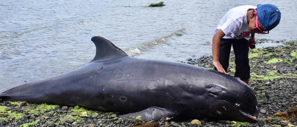 Das Fischereiministerium von Mauritius schließt einen Zusammenhang der Ölkatastrophe und des Delfinsterbens vorerst aus.