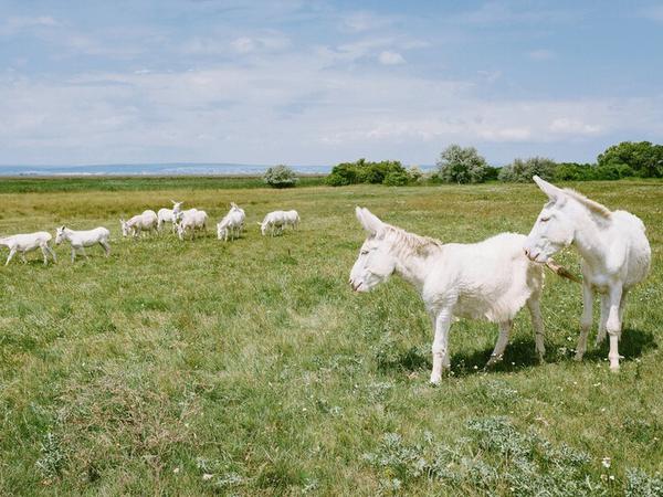 Die Weißen Esel sind eine Besonderheit des Nationalparks am Neusiedler See.