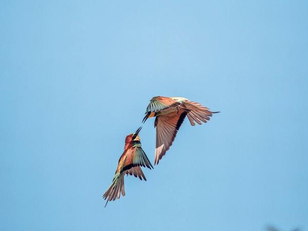 Bienenfresser gehören zu den beliebtesten Fotomotiven der Vogelbeobachter.