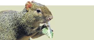 Pelziger Gegenspieler von Jair Bolsonaro: Die Agutis pflegen den Regenwald, den der brasilianische Rechtspopulist abholzen lässt