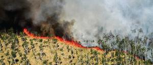 Den Zahlen aus dem kürzlich veröffentlichten Waldbrandbericht zufolge brennen in keinem anderen Bundesland die Wälder so oft wie in Brandenburg.