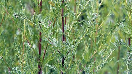 Einjähriger Beifuß (artemisia annua) könnte gegen Covid-19 helfen.