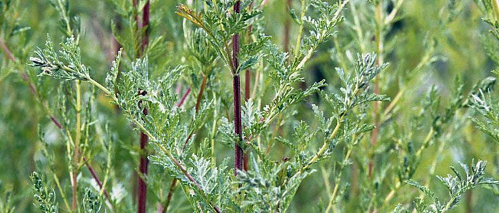 Einjähriger Beifuß (artemisia annua) könnte gegen Covid-19 helfen.