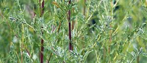 Einjähriger Beifuß (artemisia annua) könnte gegen Covid-19 helfen.