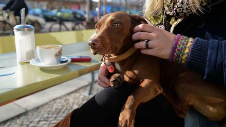 Provokation oder Idylle? Dem Berliner Hund hier scheint der Café-Besuch zu gefallen.