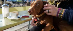 Provokation oder Idylle? Dem Berliner Hund hier scheint der Café-Besuch zu gefallen.