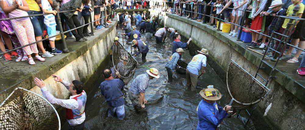 Wasser raus, Forellen auch. Eine Szene vom Fischertag in Memmingen 2019.