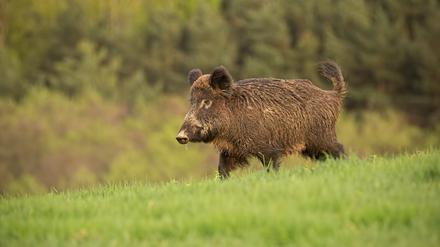 Nach ersten Fällen in Polen im vergangenen Jahr gab es nun auch in Brandenburg einen ersten Fall von Afrikanischer Schweinepest.