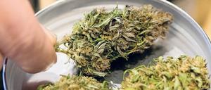 Getrocknete Hanfknospen liegen auf der International Cannabis Business Conference ICBC am Messestand eines Ausstellers. Der THC-Gehalt ist am Anblick nicht zu erkennen.