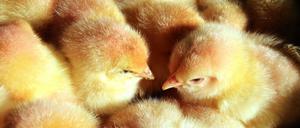 Ein kurzes Leben: Millionen männliche Küken werden direkt nach dem Schlüpfen erstickt, vergast oder geschreddert. 