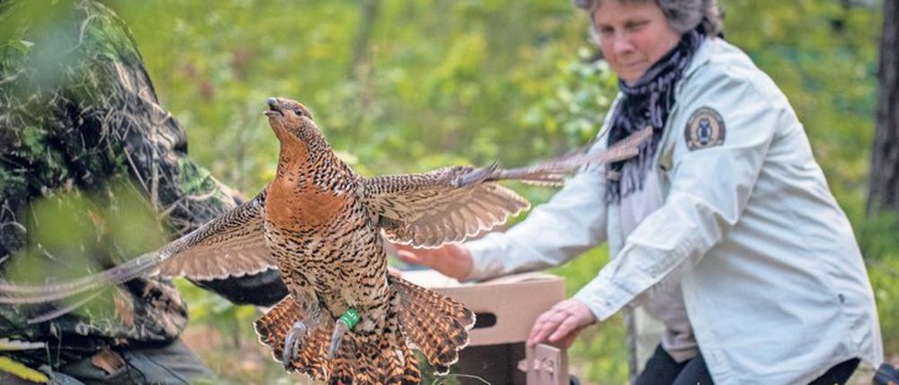 In der Niederlausitz wurden Auerhühner wieder angesiedelt