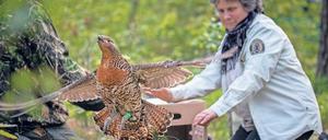 In der Niederlausitz wurden Auerhühner wieder angesiedelt