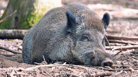 Für die Tiere ist das Virus meist tödlich.