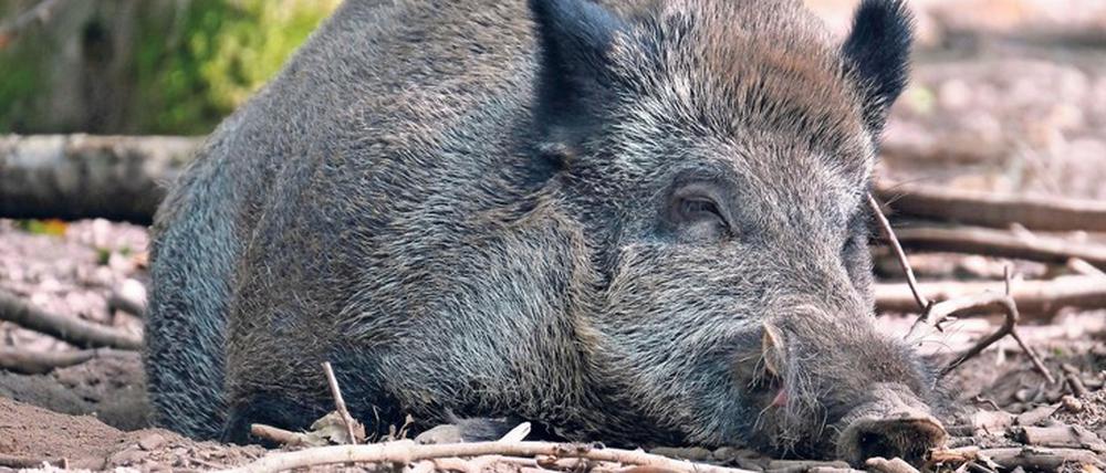 Für die Tiere ist das Virus meist tödlich.