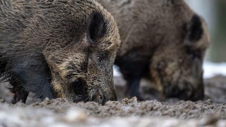 Zwei Wildschweine steht auf einem Plateau im Wald