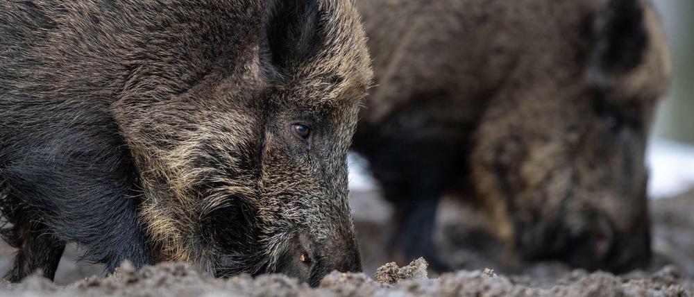 Zwei Wildschweine steht auf einem Plateau im Wald