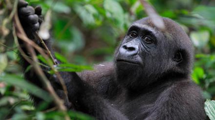 Der Flachlandgorilla im Kongo ist laut WWF derzeit am stärksten bedroht.