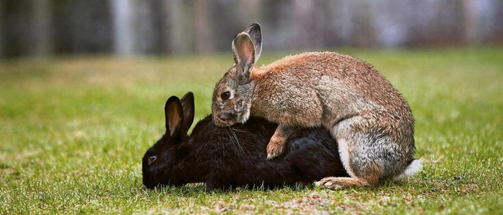 Die genetische Vielfalt der Wildkaninchen ist in der Stadt größer ist als auf dem Land.