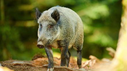 Überträger? Wildschweine in Brandenburg sind mit der Afrikanischen Schweinepest infiziert. 