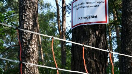 Ein 12 Kilometer langer Zaun sperrt mittlerweile den Fundort des ersten Schweinepest-Kadavers ab.