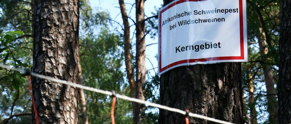 Ein 12 Kilometer langer Zaun sperrt mittlerweile den Fundort des ersten Schweinepest-Kadavers ab.