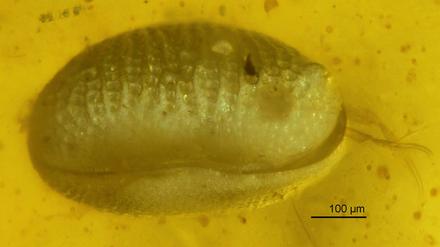 Die ältesten Spermien der Welt sind 100 Millionen Jahre alt. Ein internationales Team von Paläontologen entdeckte sie in Bernstein gegossen im Inneren eines weiblichen Muschelkrebses.