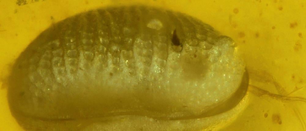Die ältesten Spermien der Welt sind 100 Millionen Jahre alt. Ein internationales Team von Paläontologen entdeckte sie in Bernstein gegossen im Inneren eines weiblichen Muschelkrebses.