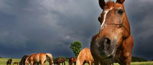Heutige Hauspferde tragen Spuren ihrer frühen Vorfahren im Erbgut.