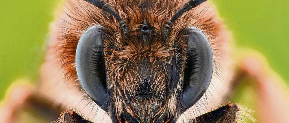 Auf ihren Hochzeitsflügen töten die Bienenköniginnen Rivalinnen mit ihrem Stachel.