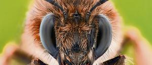 Auf ihren Hochzeitsflügen töten die Bienenköniginnen Rivalinnen mit ihrem Stachel.