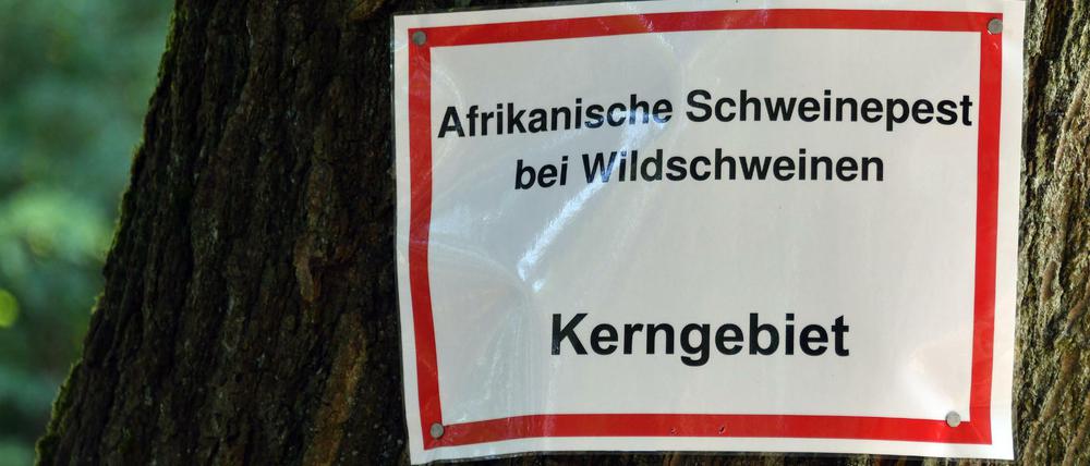In Brandenburg gibt es mittlerweile 20 bestätigte Fälle der Afrikanischen Schweinepest.