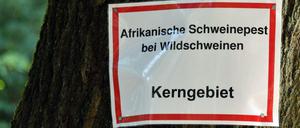 In Brandenburg gibt es mittlerweile 20 bestätigte Fälle der Afrikanischen Schweinepest.