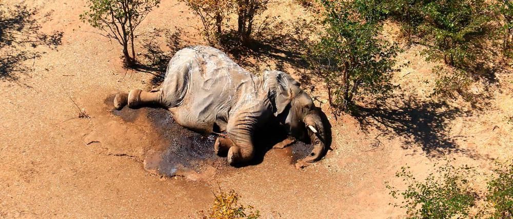 Ein toter Elefant liegt in einem Gebüsch im Okavango Delta in Botsuana.