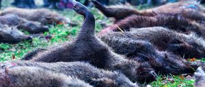 Wildschweinjagd: Wildschweine werden intensiv gejagt, weil sie mögliche Überträger der Seuche sind. 
