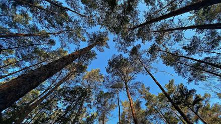 Der Grunewald in Berlin.