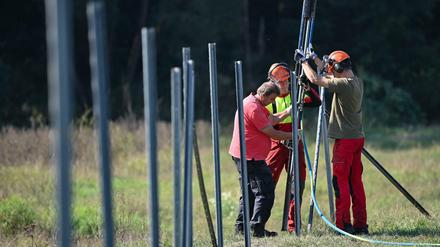 Mitarbeiter des Landesbetriebes Forst Brandenburg errichten einen festen Zaun gegen die Afrikanische Schweinepest.