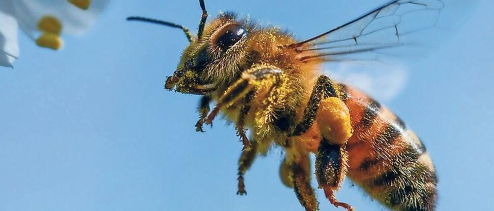 Honigbienen orientieren sich wahrscheinlich auch am Erdmagnetfeld. Dass elektromagnetsiche Wellen des Mobilfunks sie dabei stören, ist eine Hypothese.