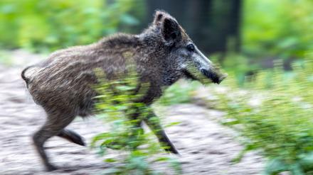 Brandenburg will verstärkt Jagd auf Wildschweine machen.