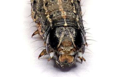 Hübsch, aber gefräßig. Der aus Amerika stammende Herbstheerwurm - der kein Wurm, sondern ein Schmetterling ist - hat sich inzwischen in Afrika, Asien und Australien verbreitet und schadet dort vor allem Maispflanzen.