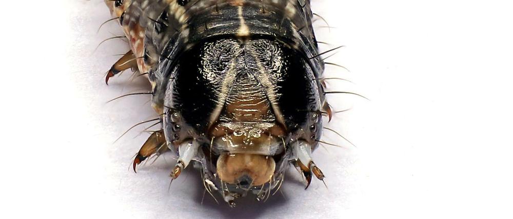Hübsch, aber gefräßig. Der aus Amerika stammende Herbstheerwurm - der kein Wurm, sondern ein Schmetterling ist - hat sich inzwischen in Afrika, Asien und Australien verbreitet und schadet dort vor allem Maispflanzen.