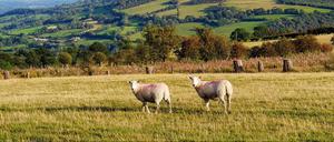 Das 15. Dschungelcamp wartet in North Wales auf die Teilnehmer. Sonne gibt es dort im Januar jedoch nur an fünf Tagen im Monat.