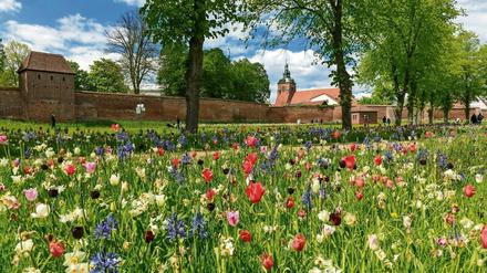 Sag’s mit Blumen. In Wittstock/Dosse blühen nur Wiesen. Mit dem Westen vergleichbare Industrie gibt es vor allem in Sachsens Autowerken. 