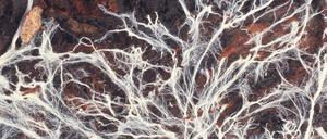 Luftig, flauschig, fein gesponnen. Das Pilzmycel als Inbegriff eines neuen gesellschaftlichen Miteinanders.