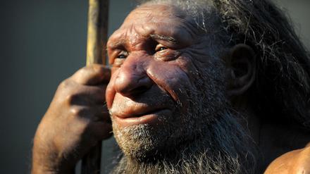  Die Nachbildung eines älteren Neandertalers steht im Neanderthal-Museum in Mettmann