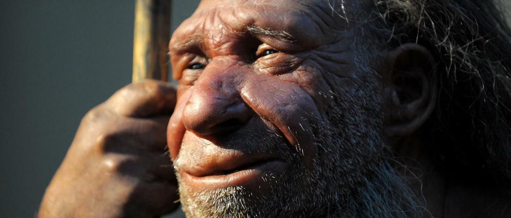 Die Nachbildung eines älteren Neandertalers steht im Neanderthal-Museum in Mettmann