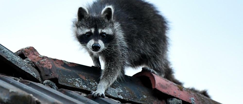 Ein Waschbär klettert über ein Dach
