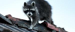 Ein Waschbär klettert über ein Dach