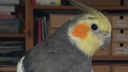 Gestatten: Alfred.