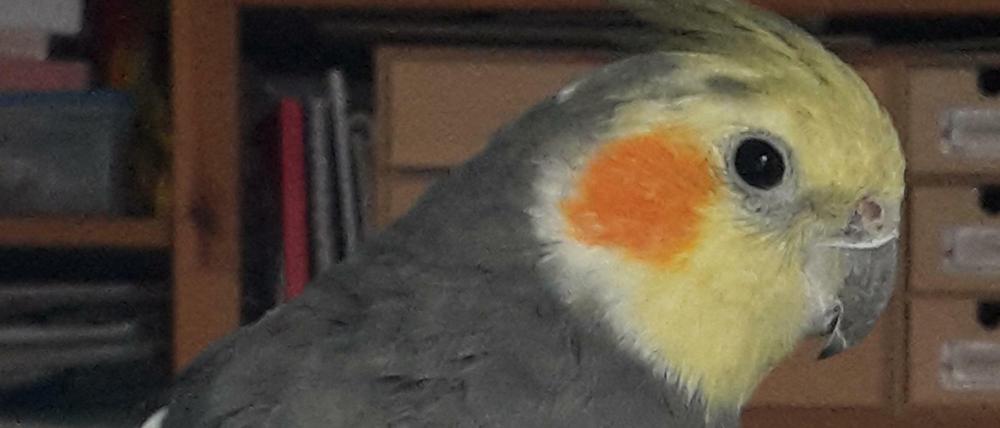 Gestatten: Alfred.